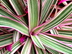 Variegata Oster Plant found at Hacienda Chichen Botanic Garden, Yucatan, Mexico